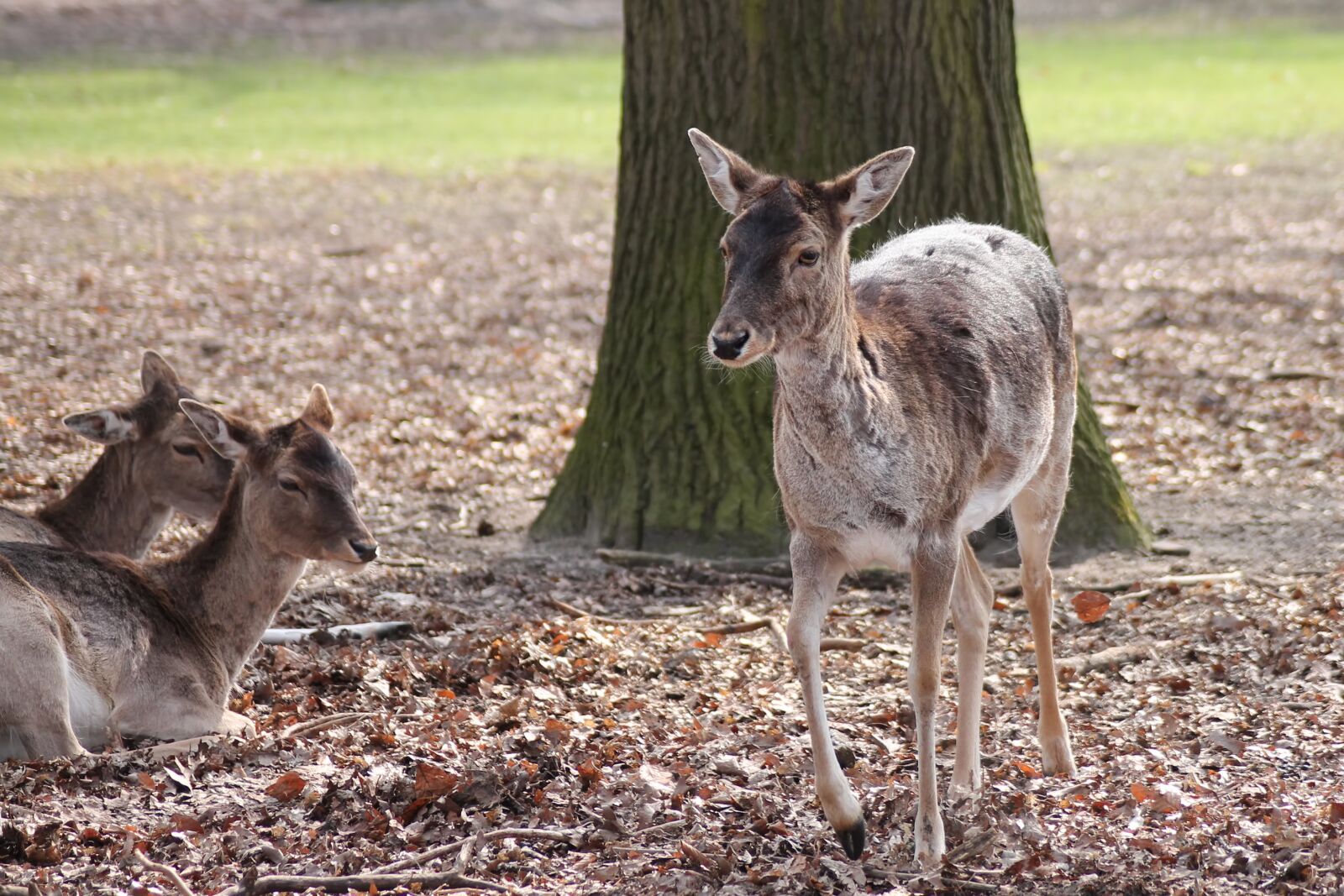 Canon EOS 1100D (EOS Rebel T3 / EOS Kiss X50) sample photo. Deer, fallow deer, forest photography