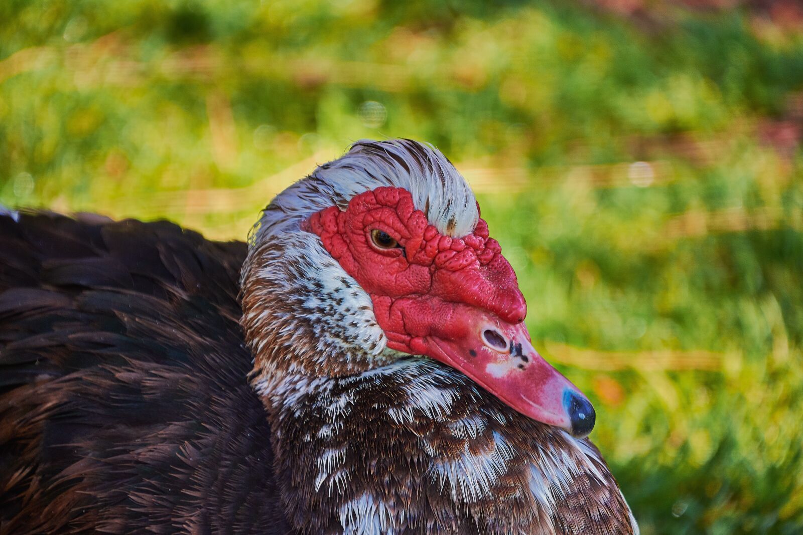 Nikon D7200 sample photo. Oca, feathers, birds photography