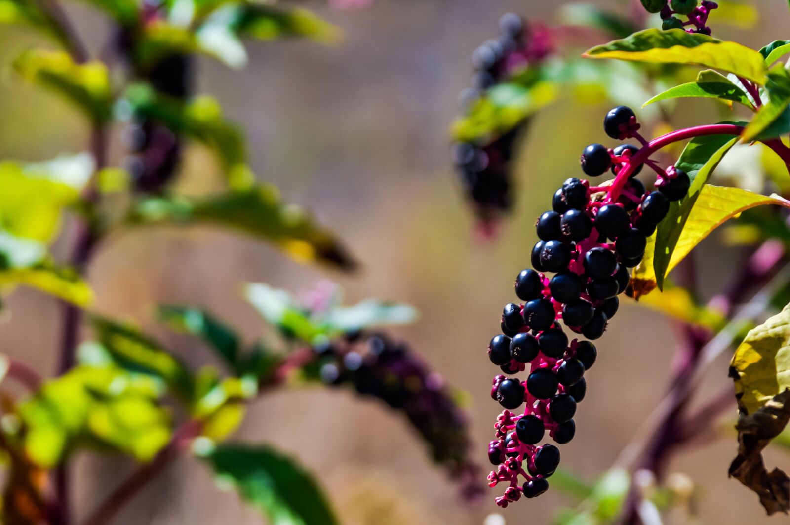 Nikon D90 sample photo. Poke, pokeweed, american photography