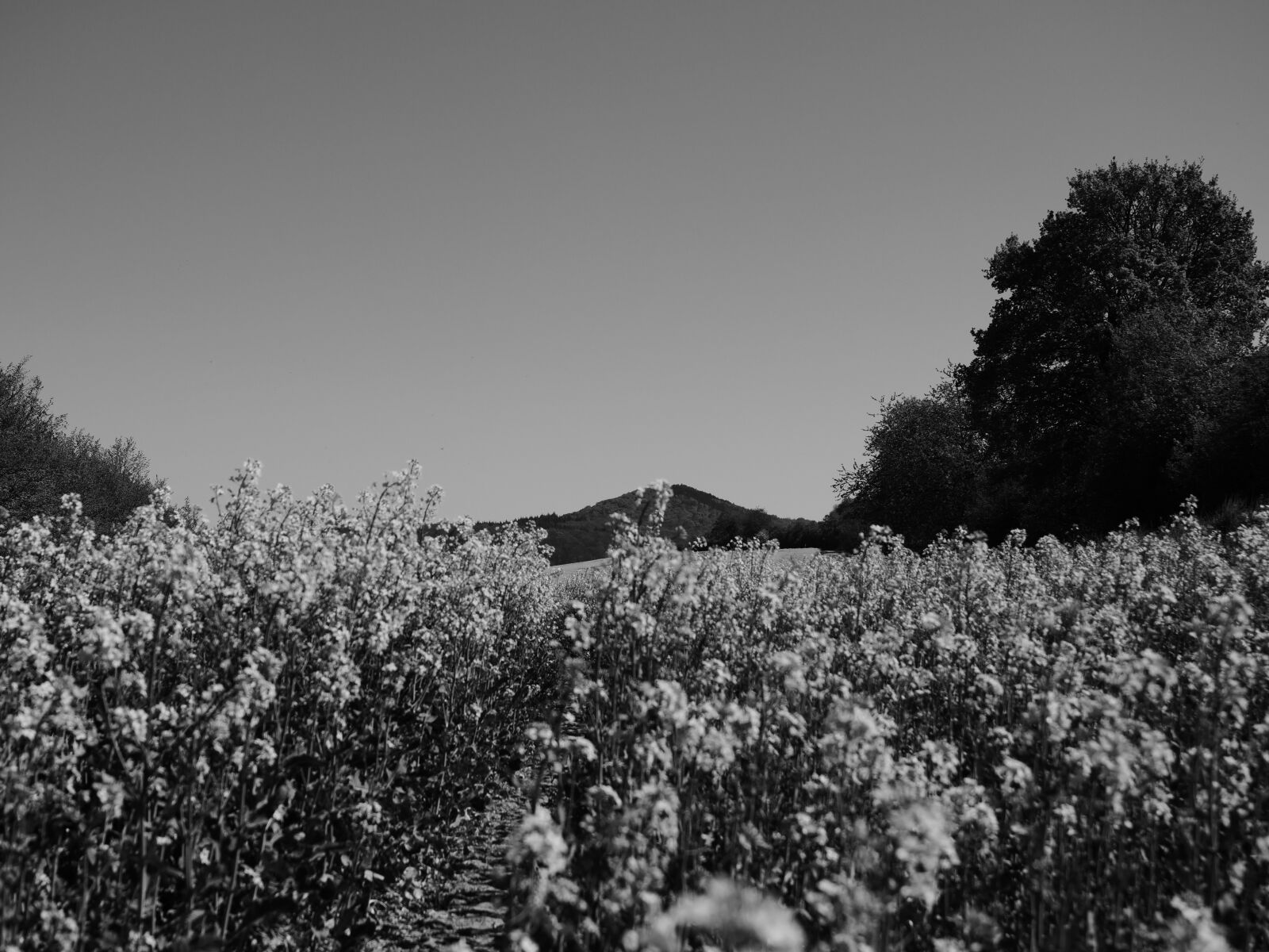 LEICA DG 12-60/F2.8-4.0 sample photo. Canola, canola field, field photography