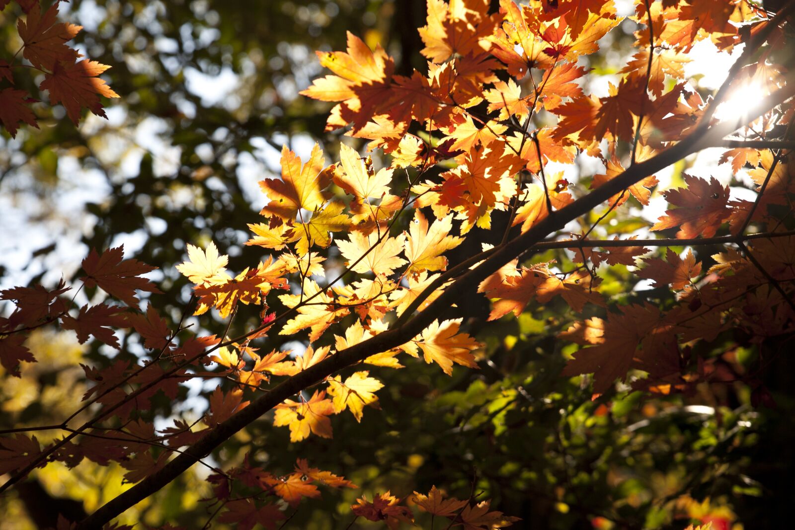 Canon EOS 5D sample photo. Leaves, autumn leaves, autumn photography