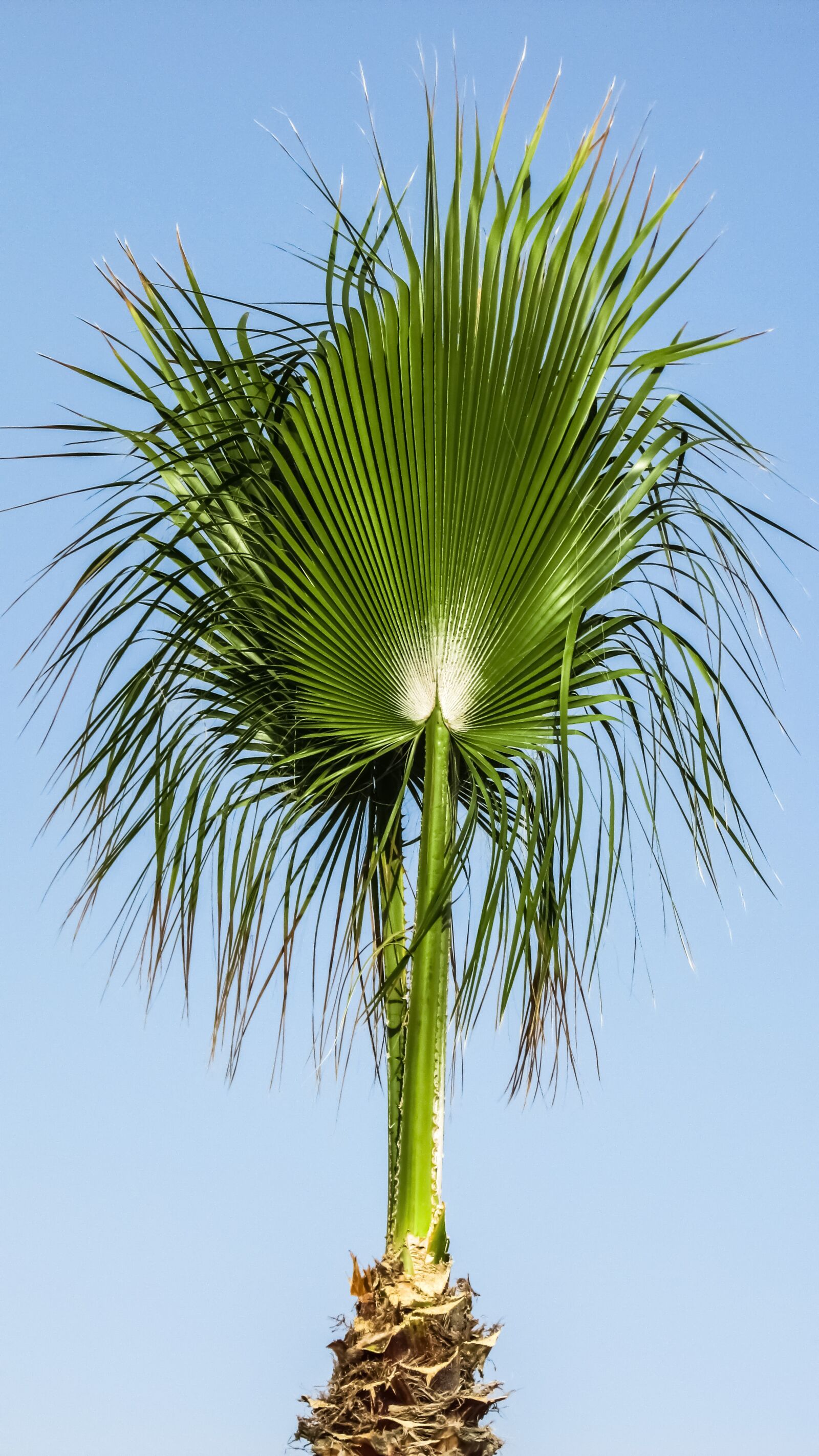 Canon PowerShot SX400 IS sample photo. Palm, tree, sky photography