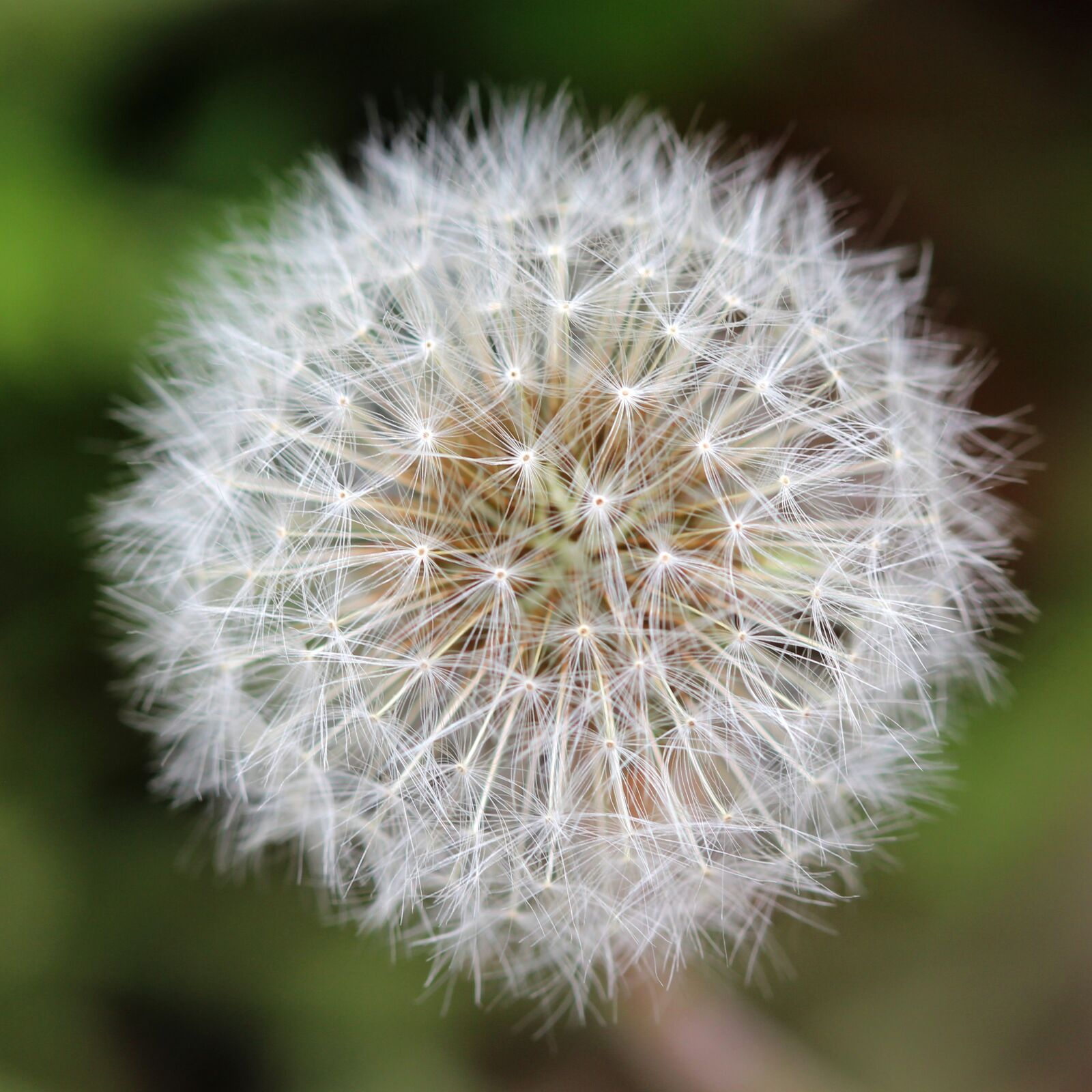 Canon EOS 600D (Rebel EOS T3i / EOS Kiss X5) + Canon EF 100mm F2.8 Macro USM sample photo. Dandelion, seeds, seed head photography