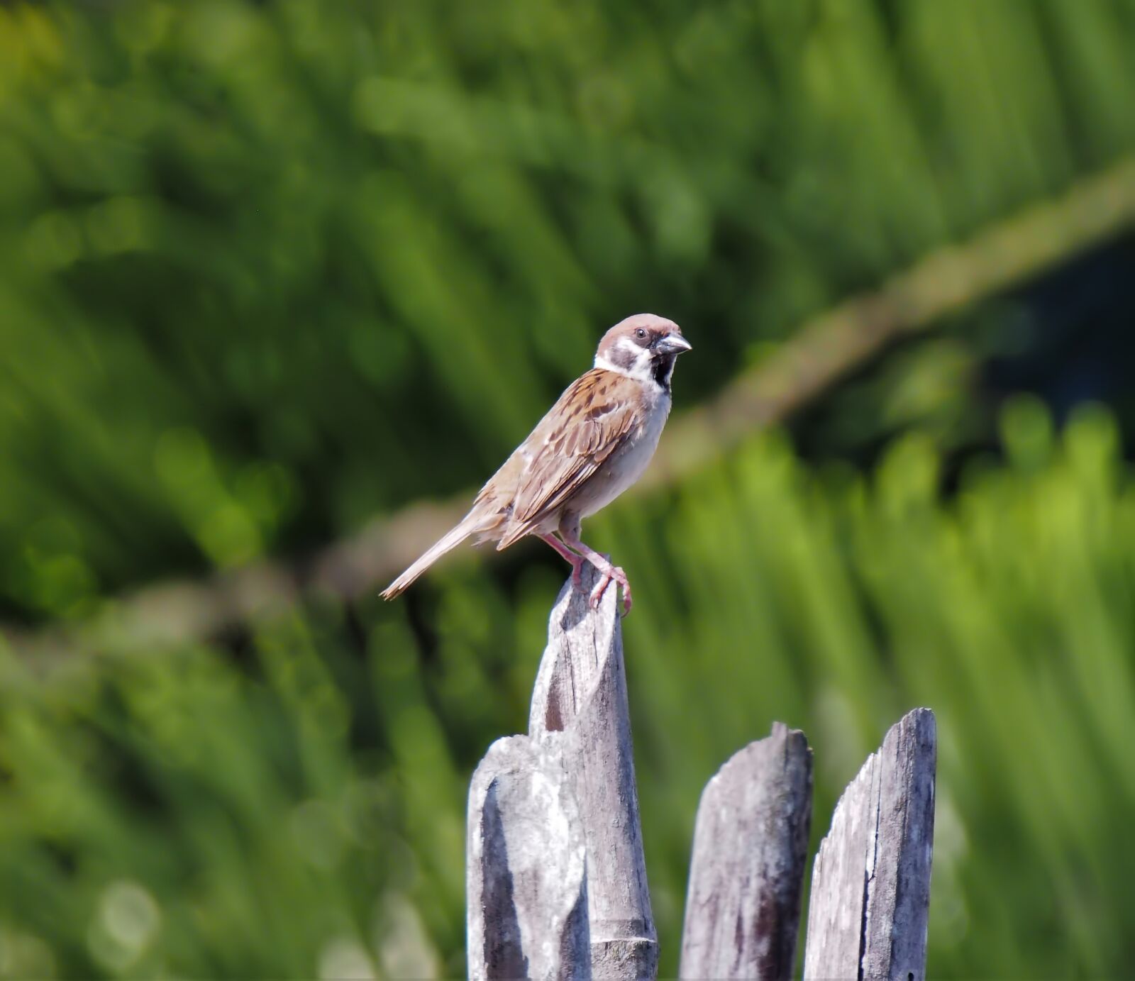 Olympus OM-D E-M1 sample photo. Bird, wildlife, wild photography