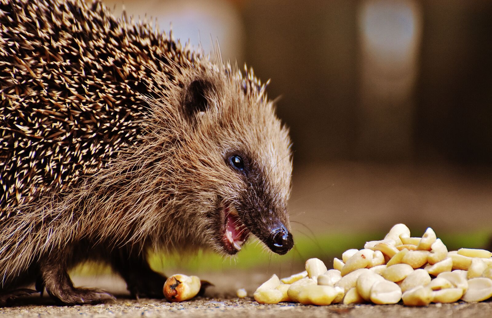 Nikon D7200 sample photo. Hedgehog child, young hedgehog photography