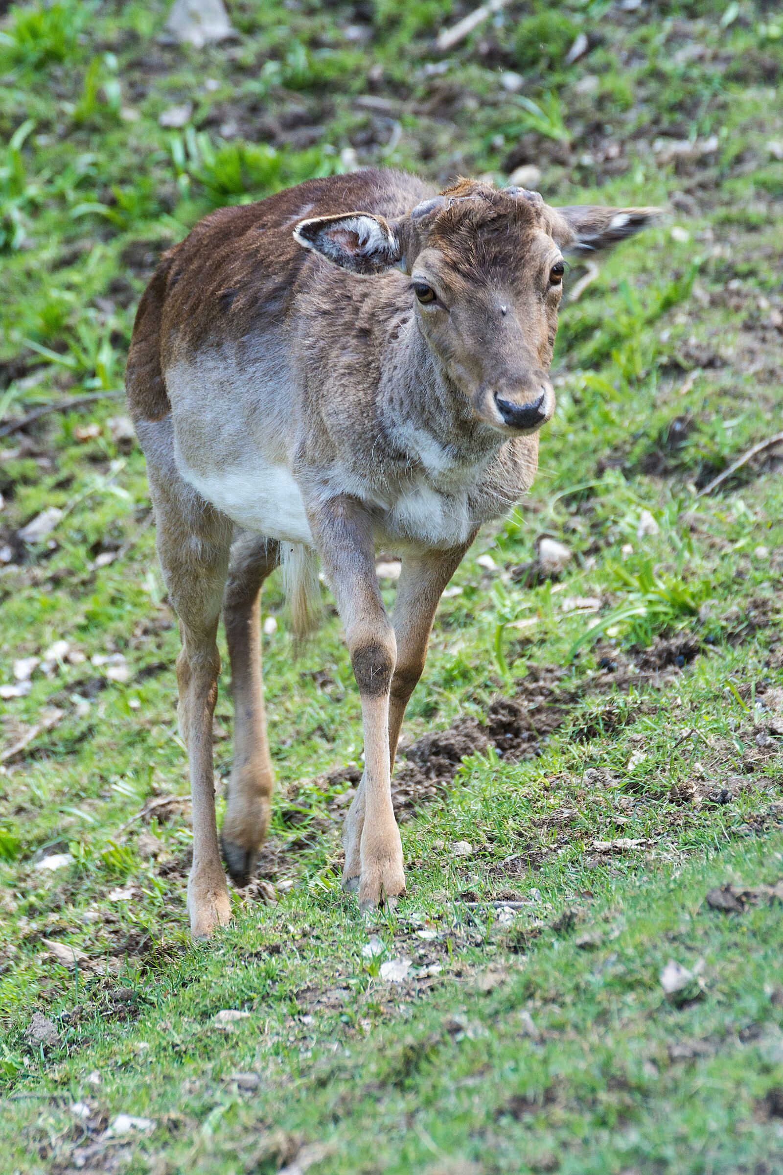 Tamron SP 70-300mm F4-5.6 Di VC USD sample photo. Roe deer, forest, fallow photography