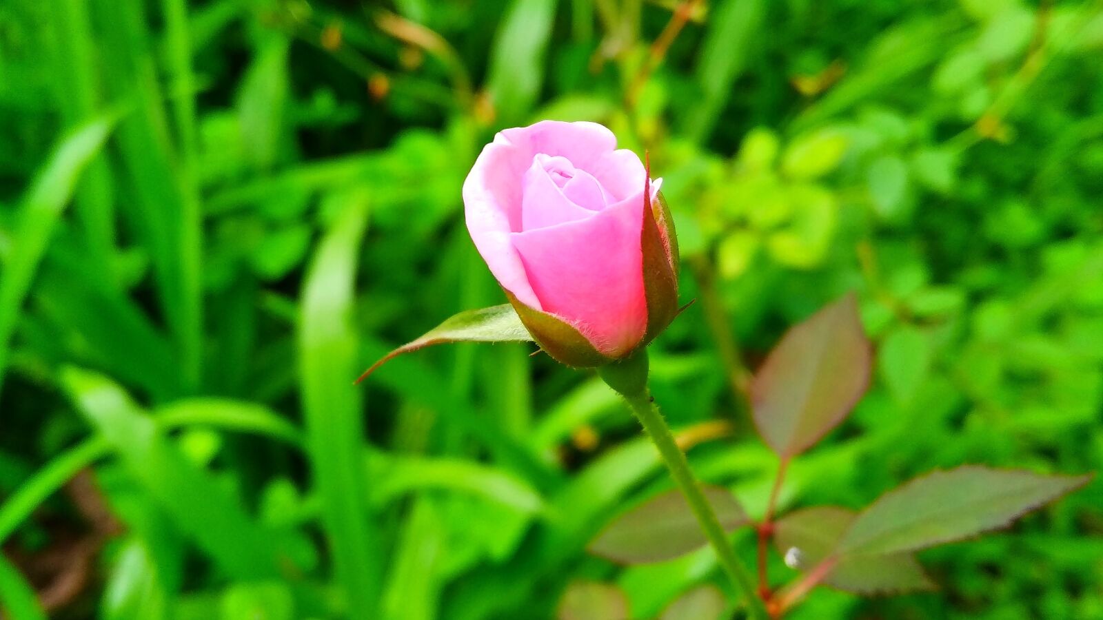 Xiaomi Redmi 5A sample photo. Flora, leaf, growth photography