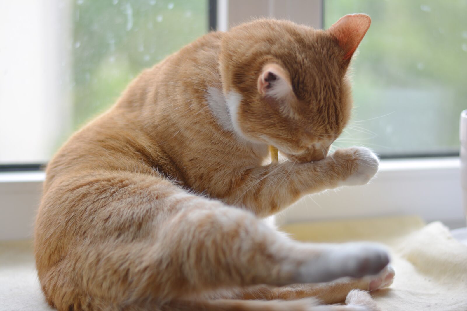 Nikon D5200 sample photo. Cat, sweet, cute photography