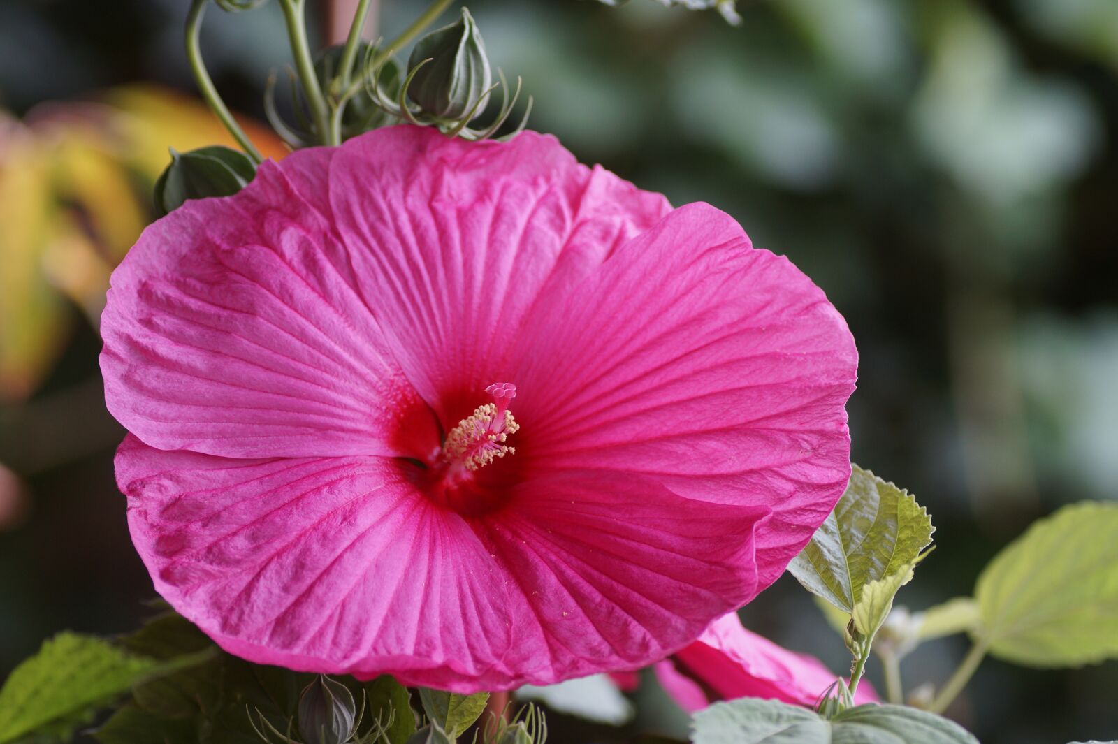 Sony SLT-A58 sample photo. Hibiscus, mud, huge photography