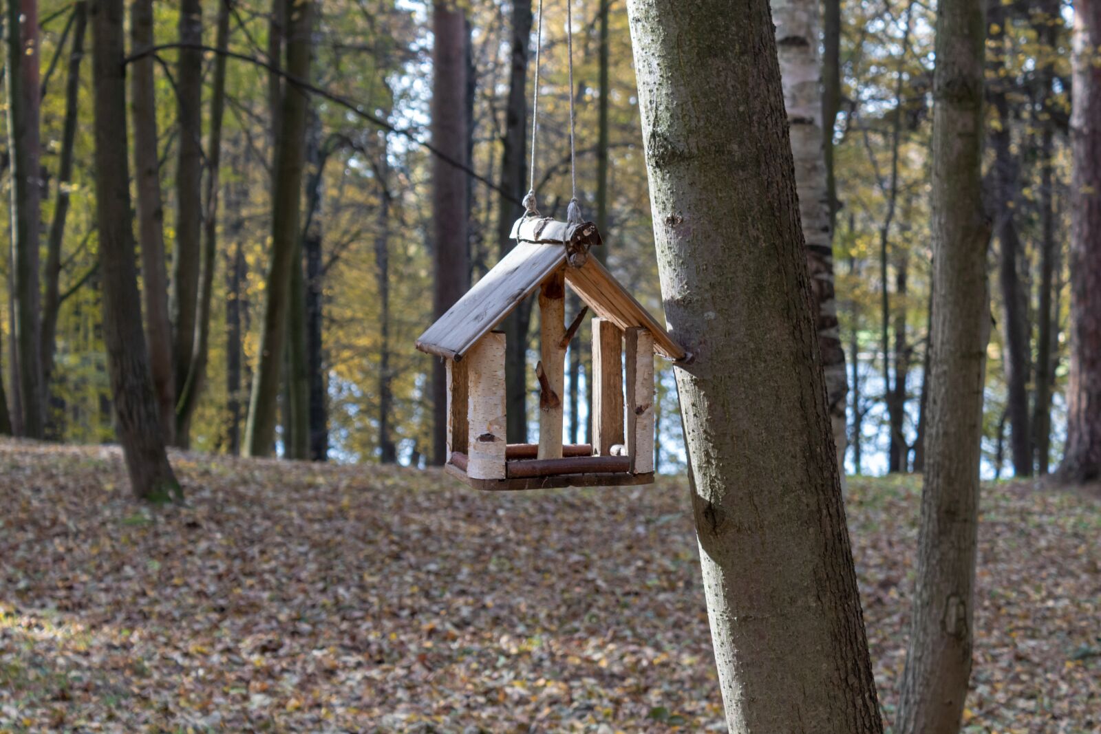 Canon EOS 1300D (EOS Rebel T6 / EOS Kiss X80) sample photo. Feeder, nature, autumn photography