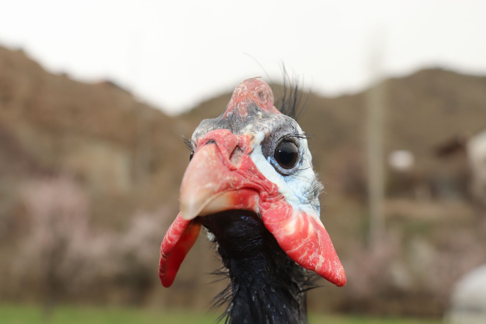 Canon EOS 200D (EOS Rebel SL2 / EOS Kiss X9) sample photo. Guinea fowl, iranian chicken photography