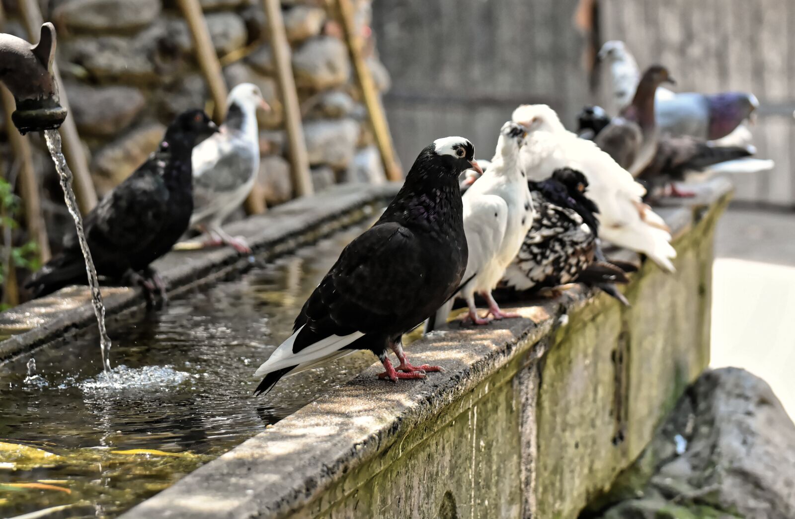 Nikon D7200 sample photo. Pigeons, various, watering hole photography