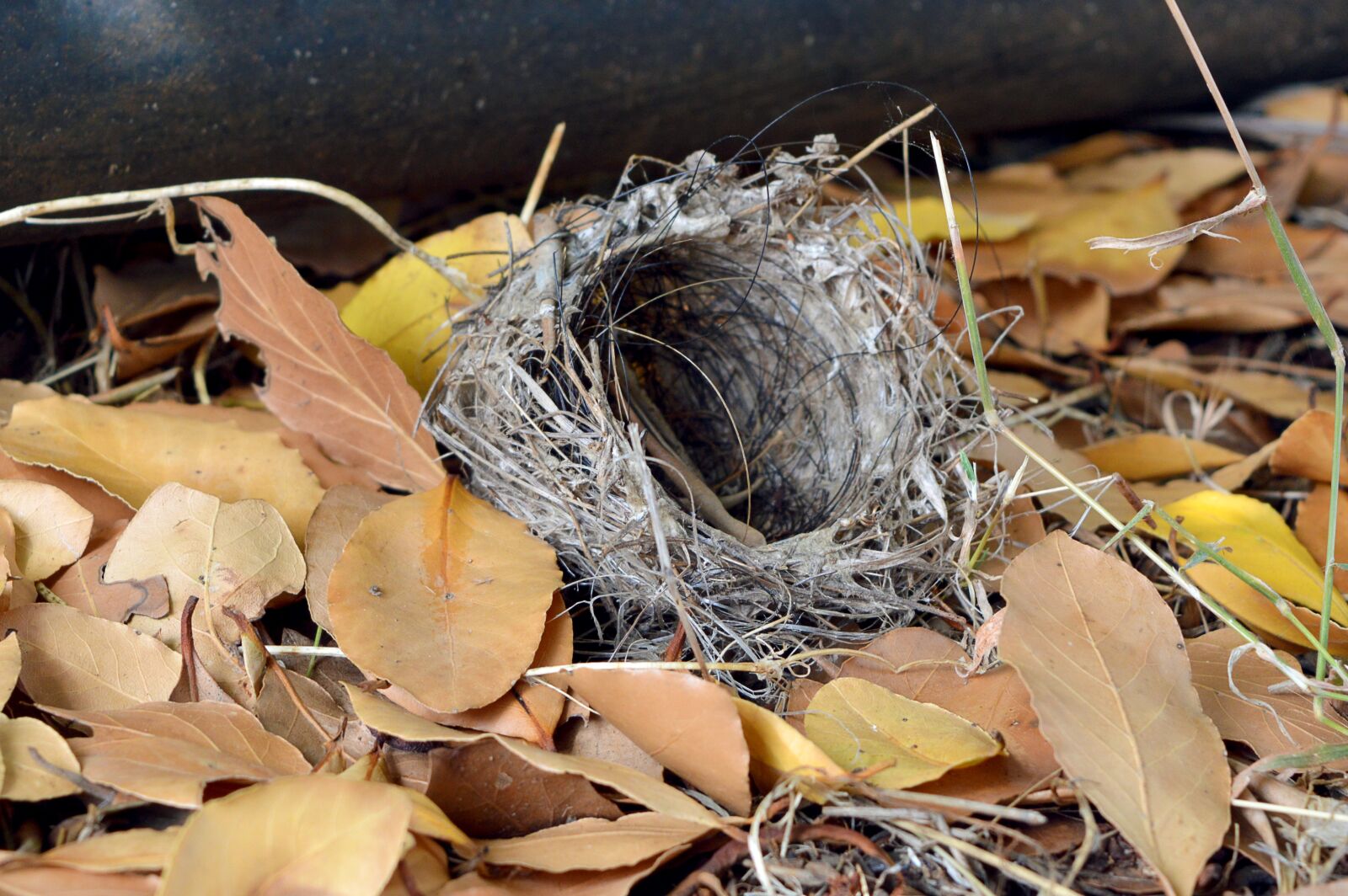Nikon D3200 sample photo. Plot, horsehair, leaves photography