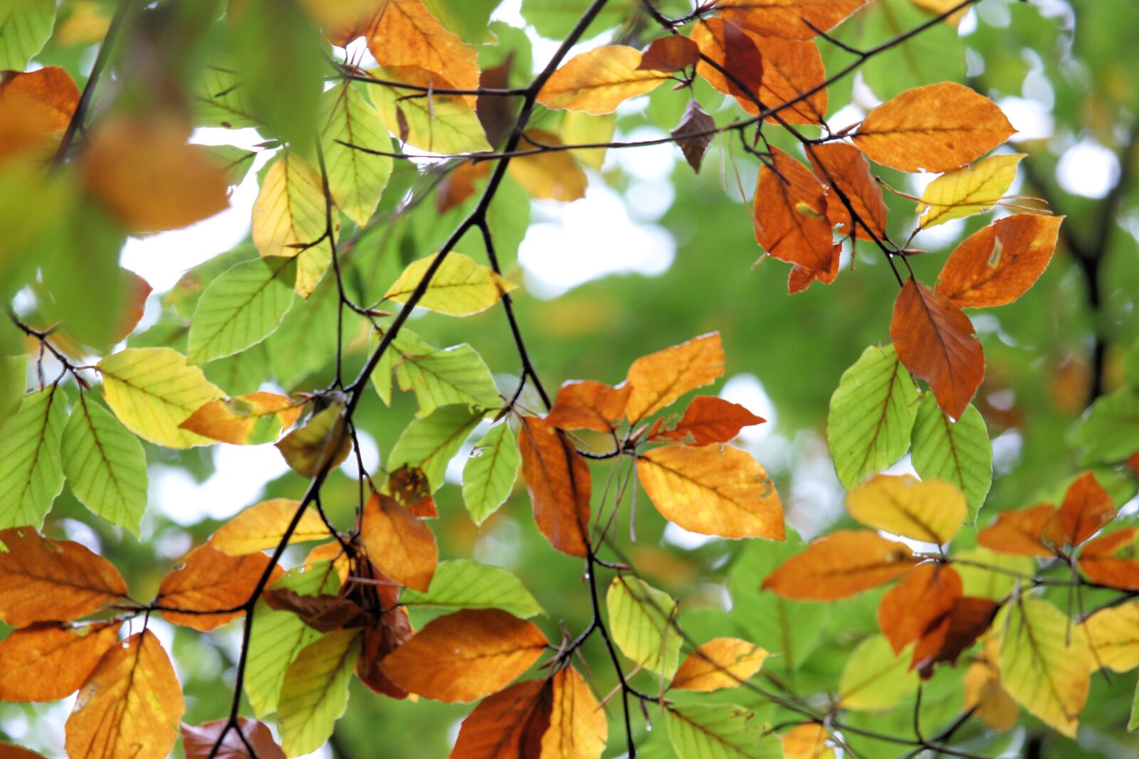 Canon EF-S 55-250mm F4-5.6 IS STM sample photo. Fall foliage, autumn, leaves photography