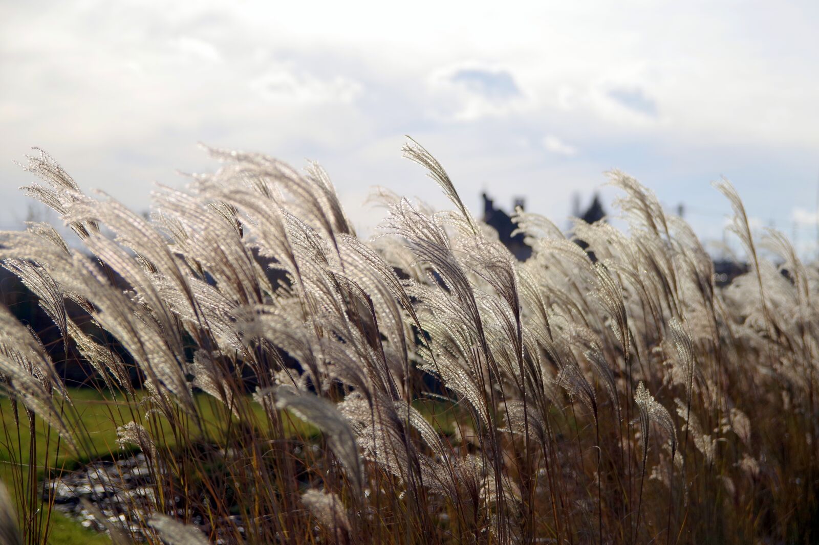 Pentax K-S2 sample photo. Grass, decorative, hairy photography