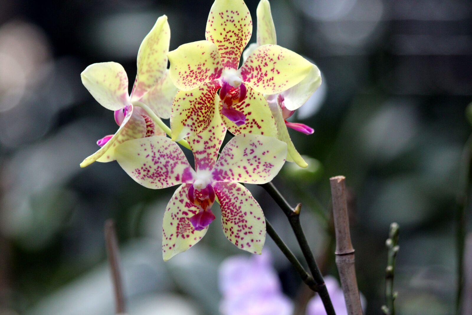 Canon EOS 650D (EOS Rebel T4i / EOS Kiss X6i) sample photo. Orchid, flowers, beautiful photography