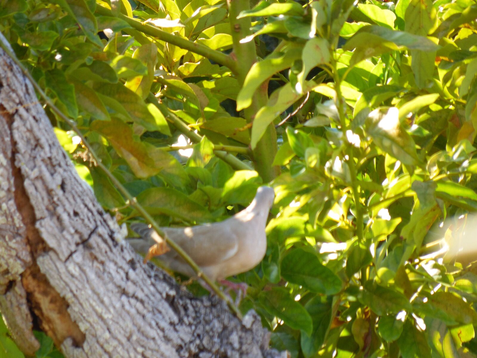Samsung WB2200F sample photo. Paloma, tree, nature photography