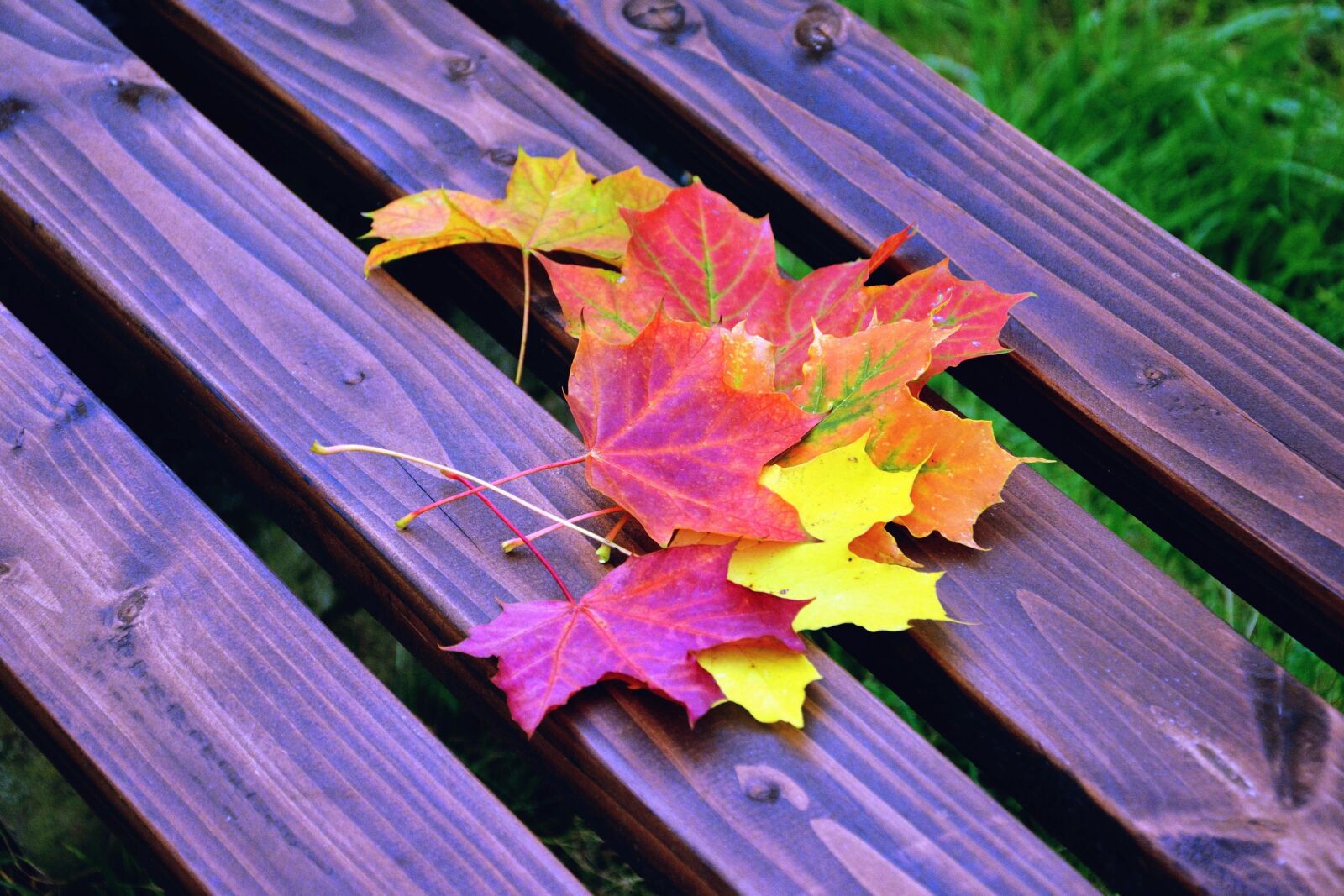 Nikon D5200 sample photo. Autumn, colors, colorful, leaf photography