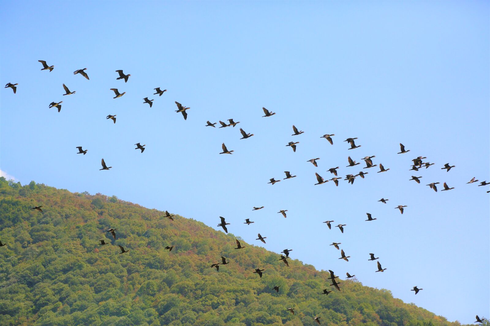 Canon EF 24-105mm F4L IS USM sample photo. Birds, sky, landscape photography
