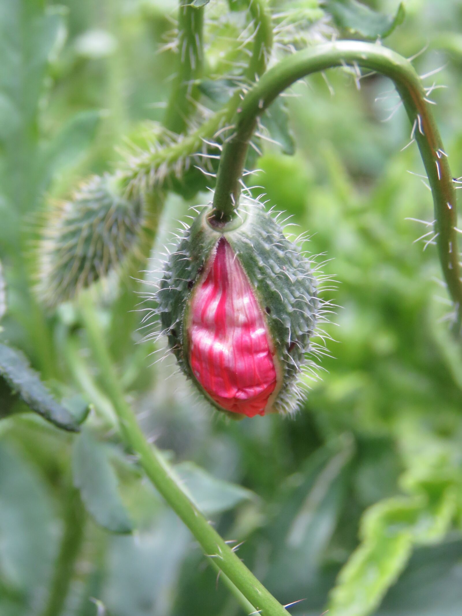 Canon PowerShot SX60 HS sample photo. Poppy, button, plant photography