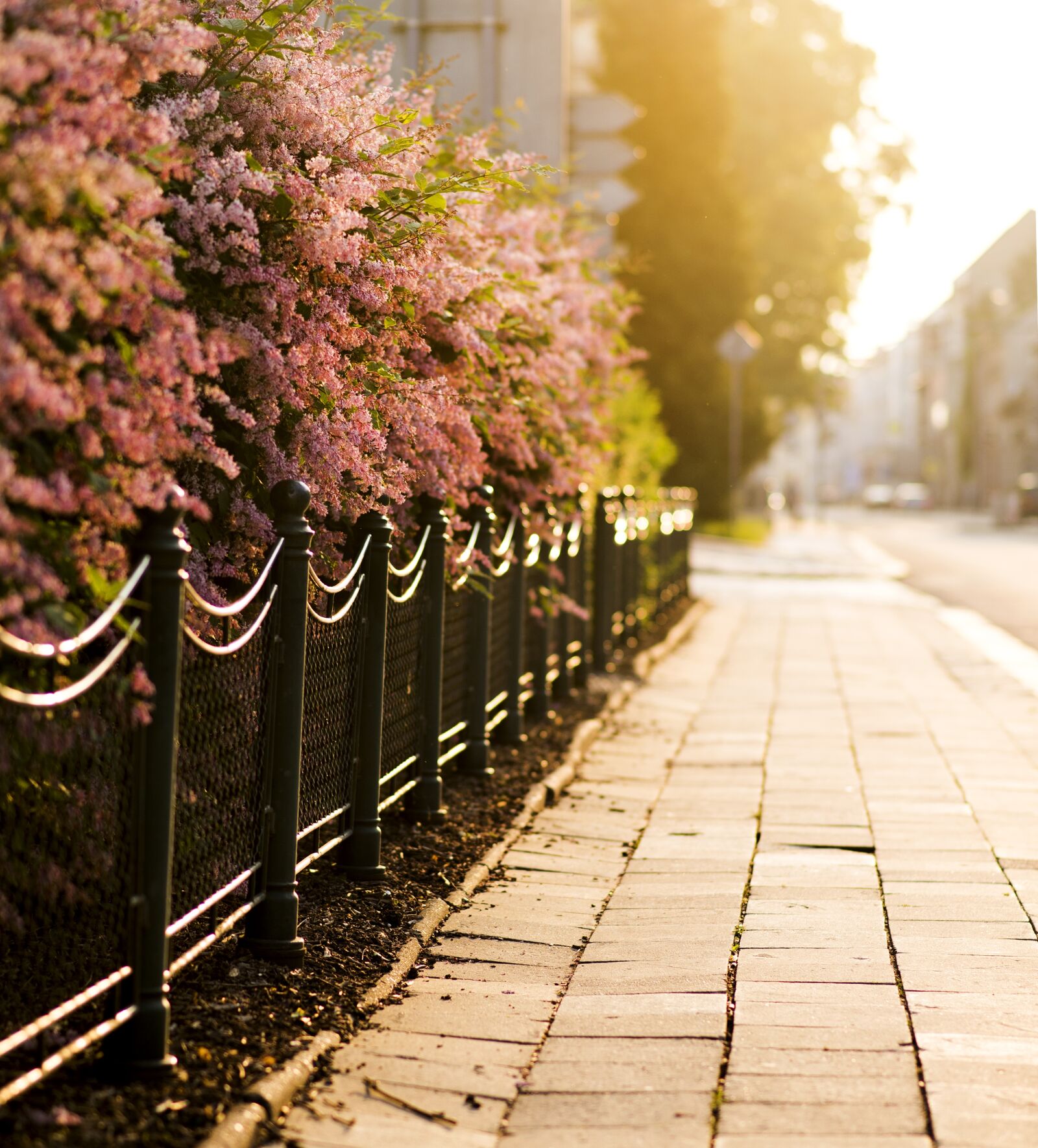 Nikon D610 sample photo. Flowering shrubs, pavement, city photography
