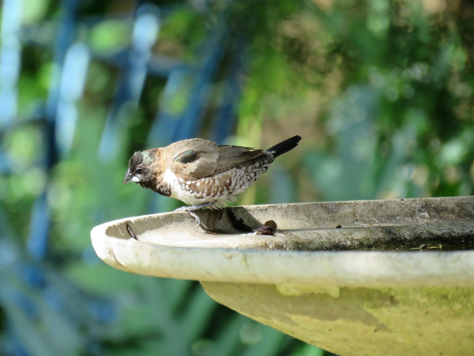 Canon PowerShot SX60 HS sample photo. Bird, birdlife, bird life photography