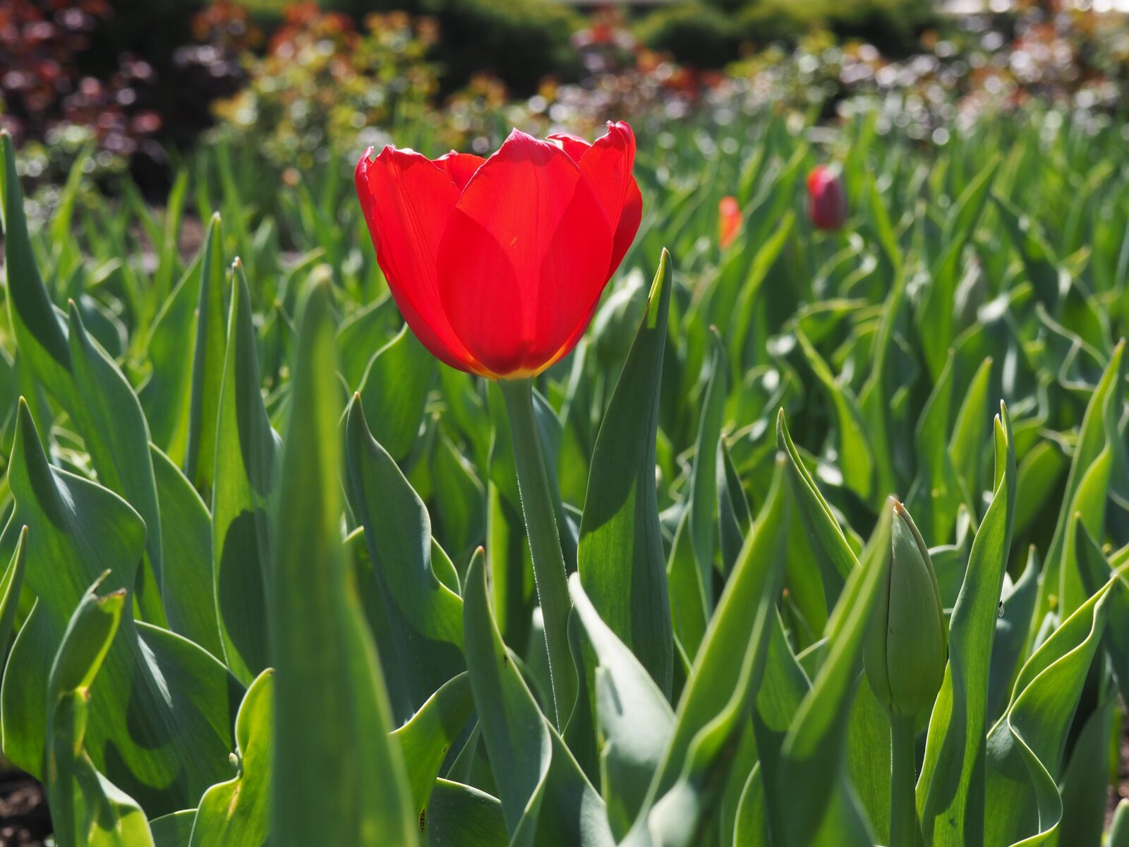 Olympus OM-D E-M10 sample photo. Tulip, red, bloom photography