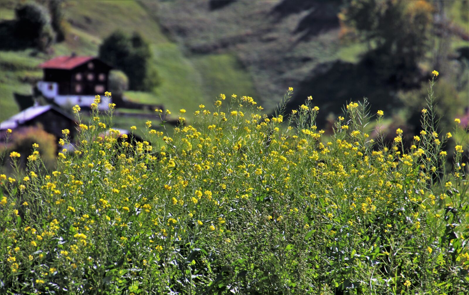 Canon EOS 80D sample photo. Hill, high, tour photography