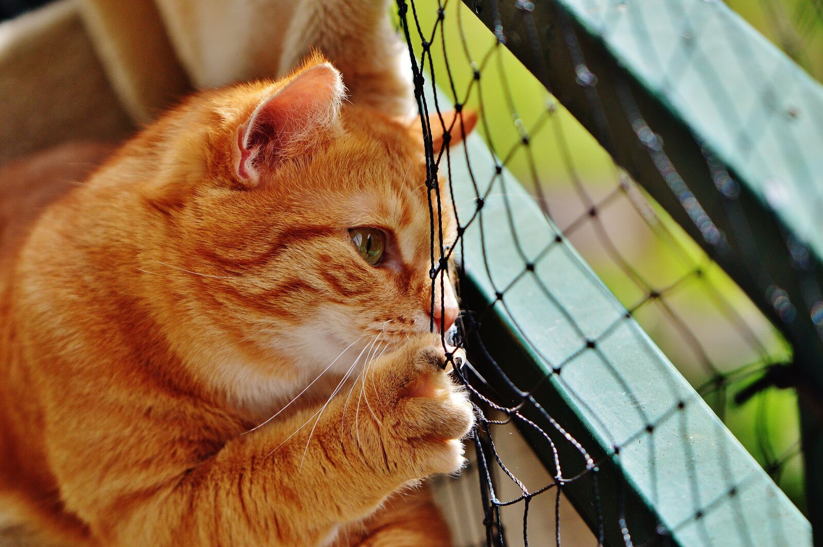Nikon D3200 sample photo. Cat, red, cute photography