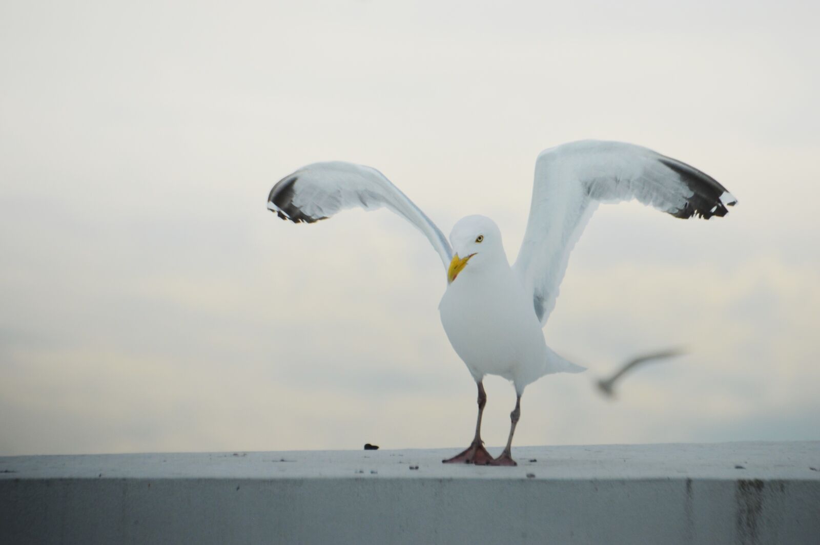 Nikon D3200 sample photo. Bird, seagull, gull photography