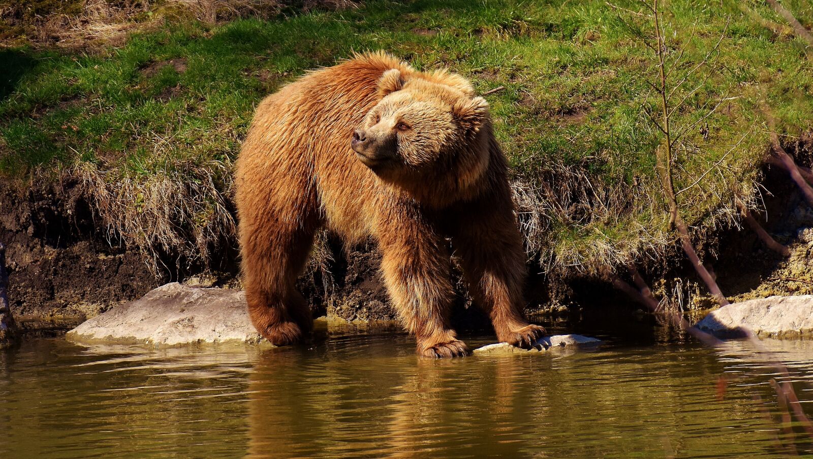 Nikon D7200 sample photo. European brown bear, wild photography