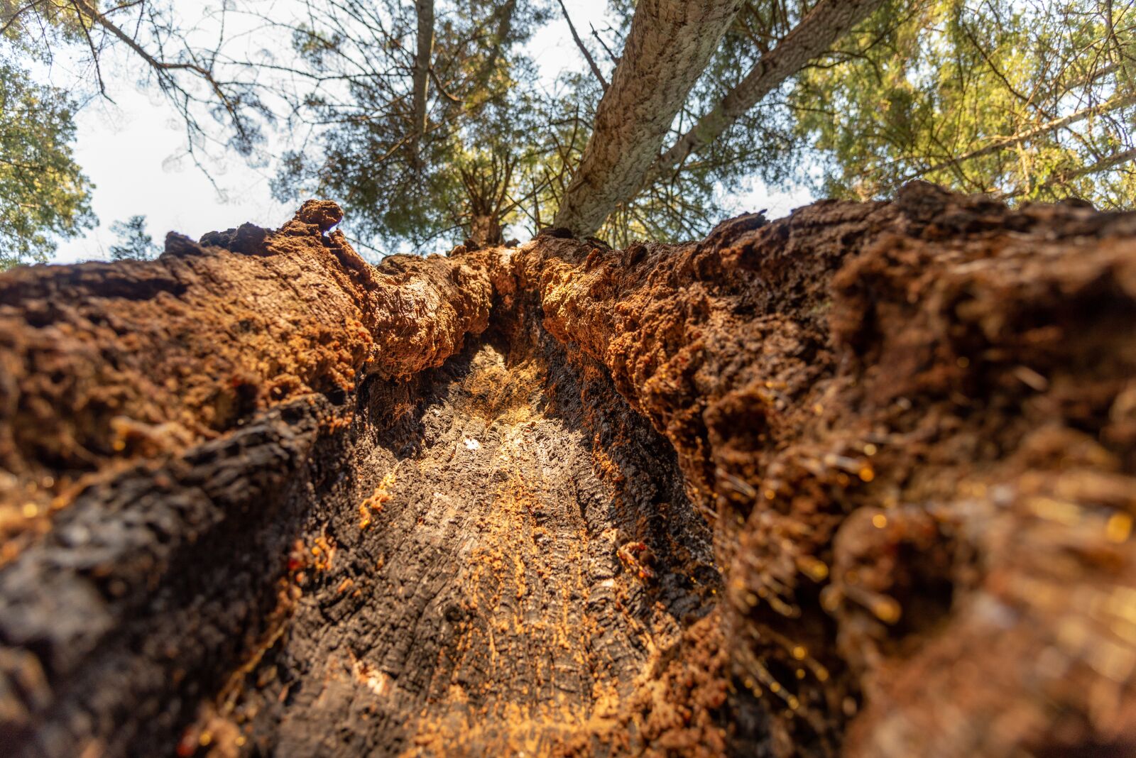 Nikon D750 sample photo. Tree, sap, core photography