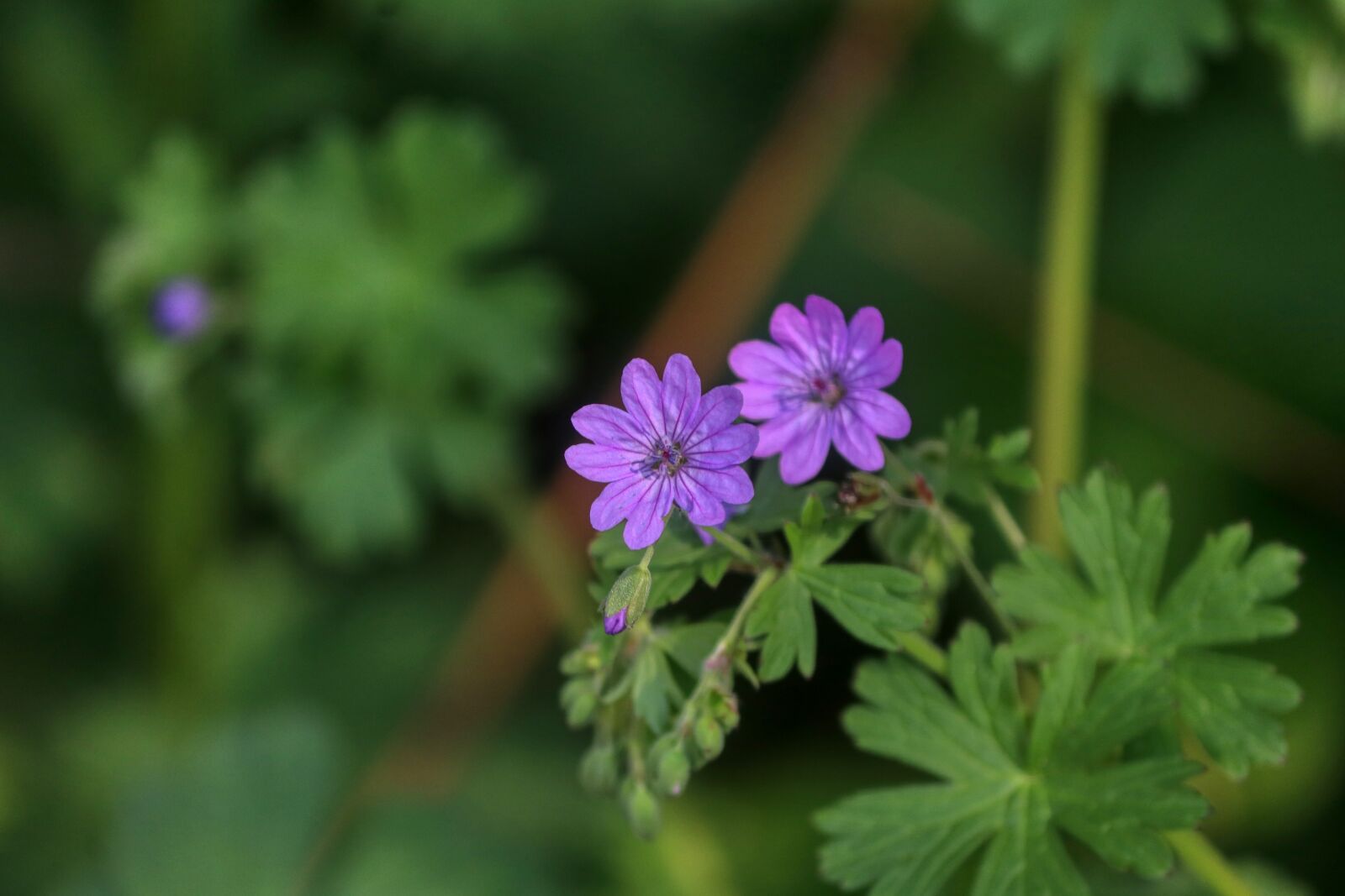Canon EOS 80D sample photo. Flower, violet, nature photography
