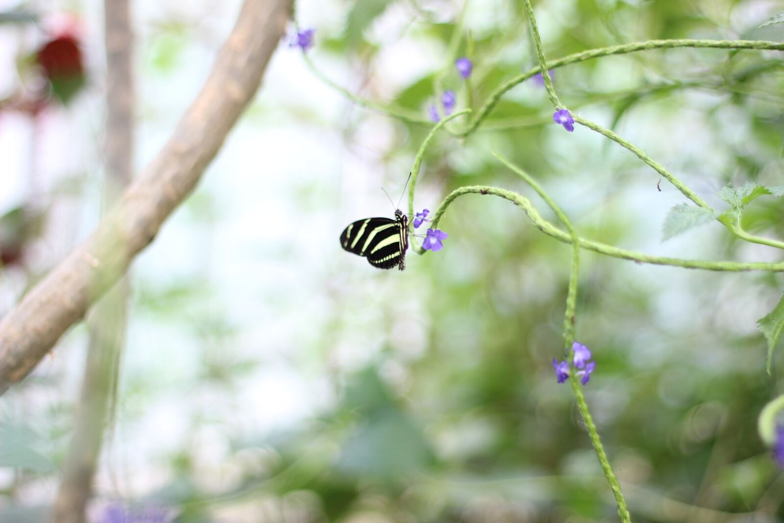 Canon EOS 600D (Rebel EOS T3i / EOS Kiss X5) + Canon EF 50mm F1.8 II sample photo. Butterfly, zoo, green photography