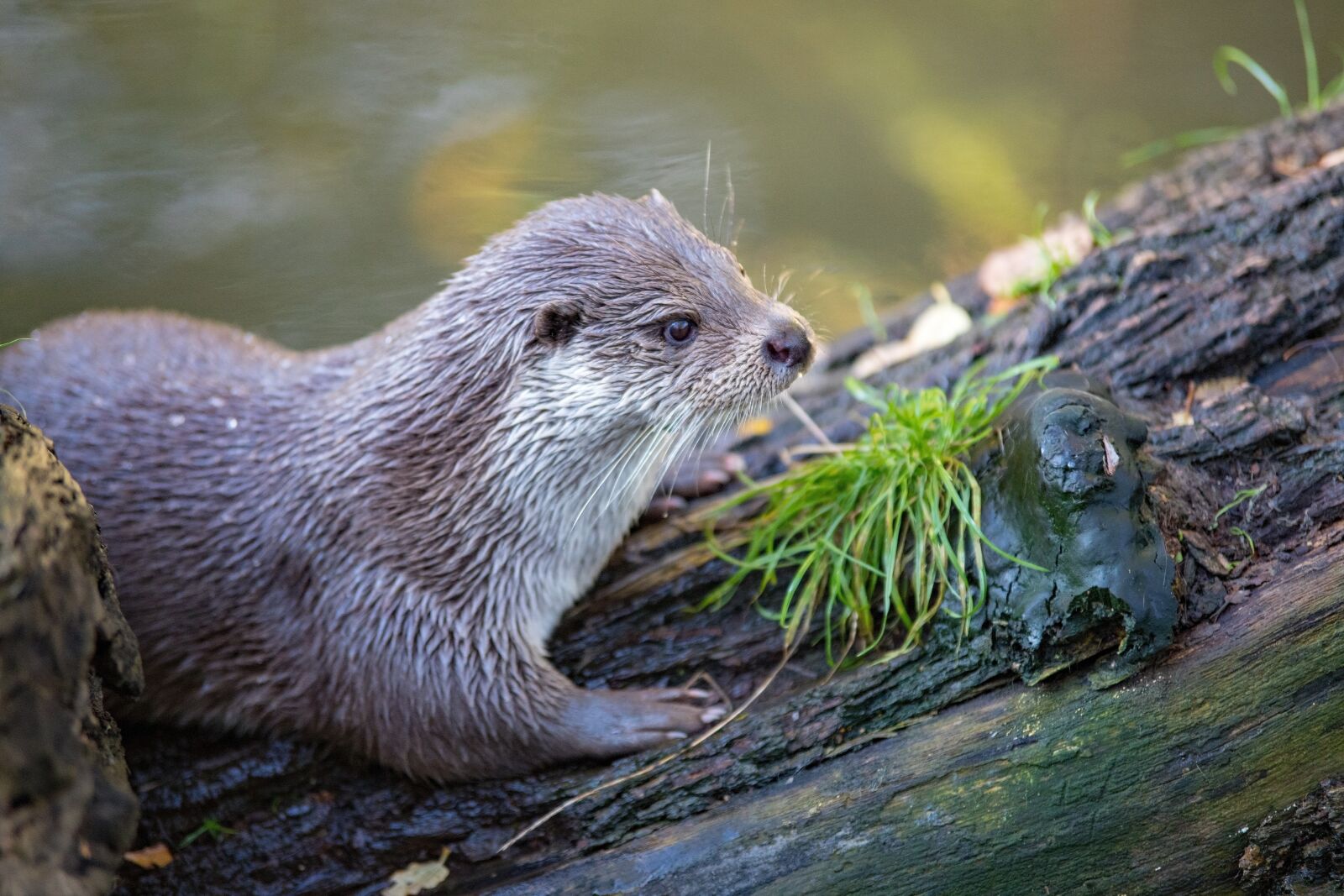 Canon EOS 6D Mark II sample photo. Otter, lutra, zoo photography