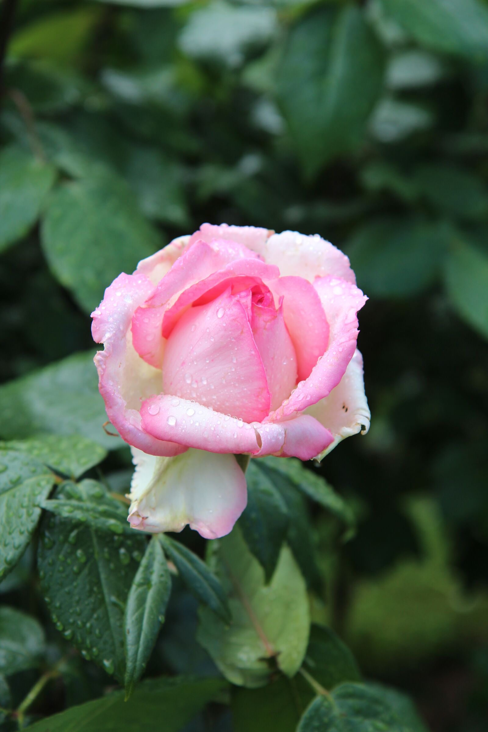 Canon EOS 600D (Rebel EOS T3i / EOS Kiss X5) sample photo. Pink, rosebush, pink rose photography