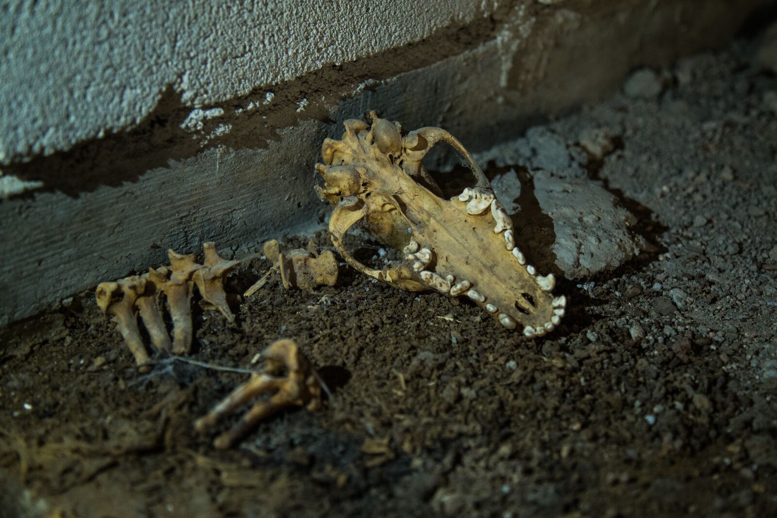 Canon EF 24-105mm F4L IS USM sample photo. Nature, skull, dog photography
