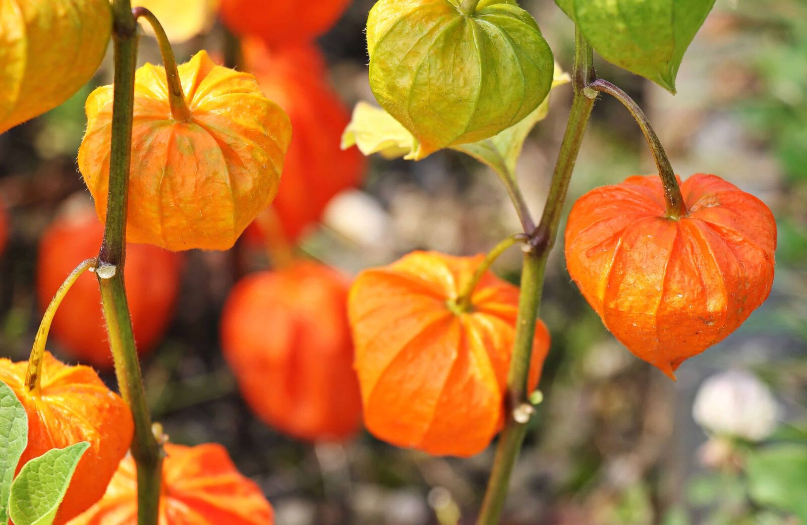Canon EOS 550D (EOS Rebel T2i / EOS Kiss X4) sample photo. Crops, agriculture, outdoor, leaf photography
