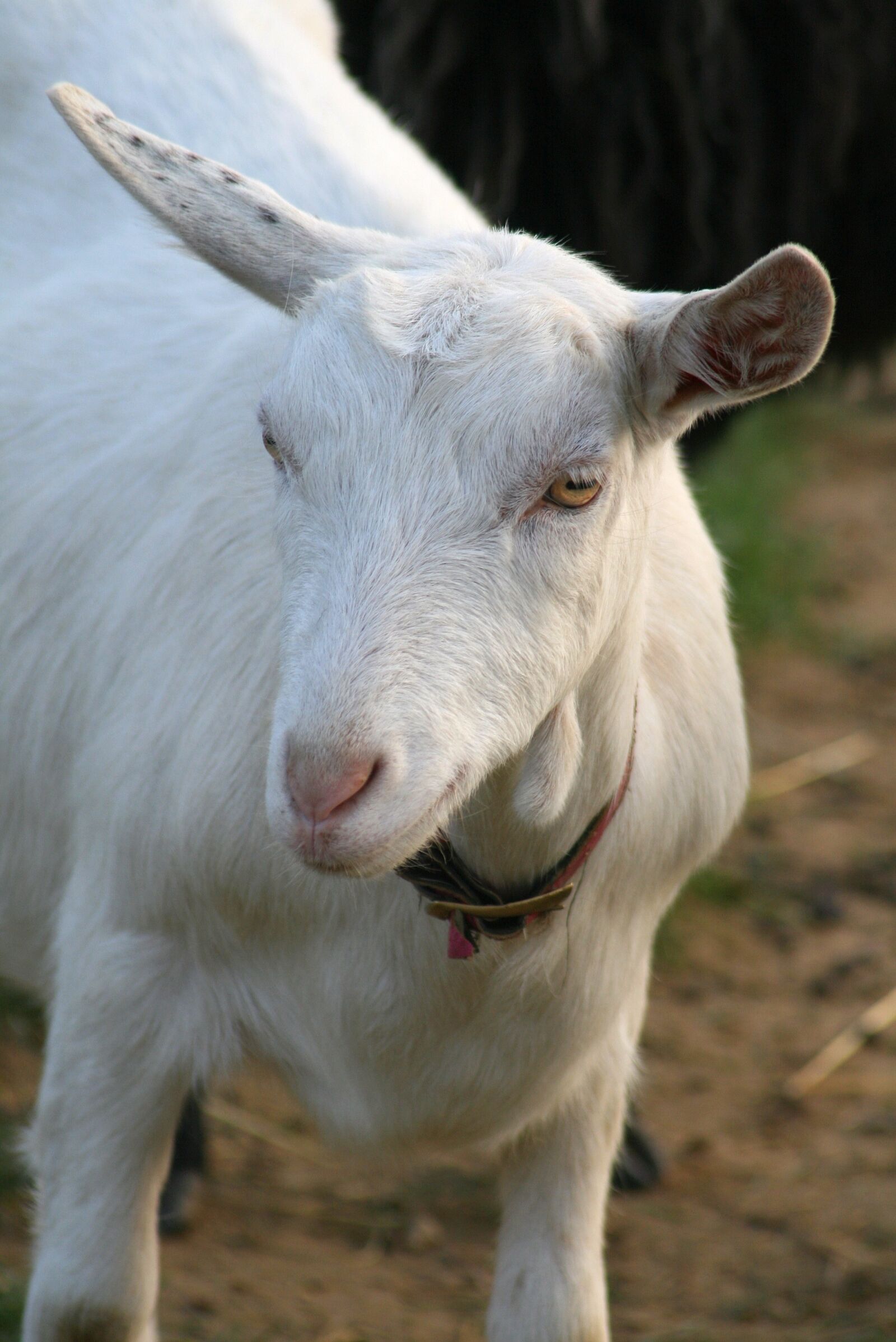 Canon EOS 400D (EOS Digital Rebel XTi / EOS Kiss Digital X) sample photo. Goat, barton, village photography