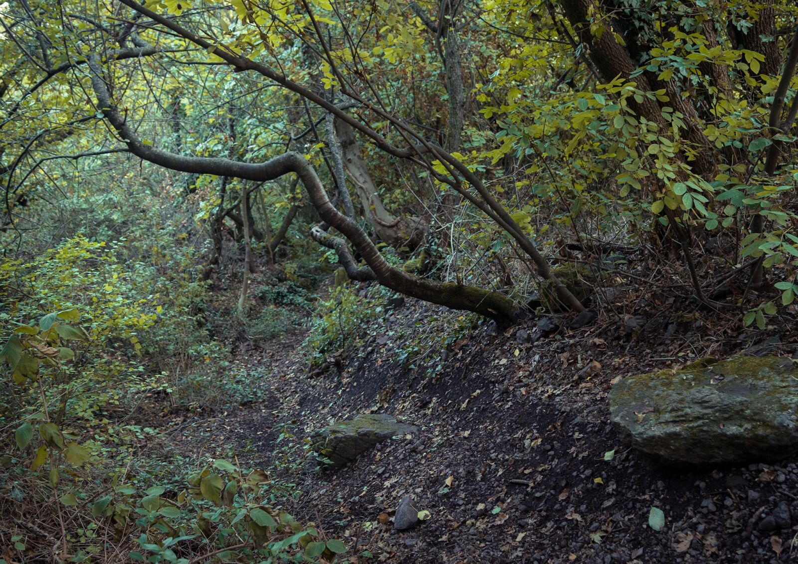 Sony Alpha DSLR-A500 + Sony DT 18-55mm F3.5-5.6 SAM sample photo. Dark, autumn, forest photography