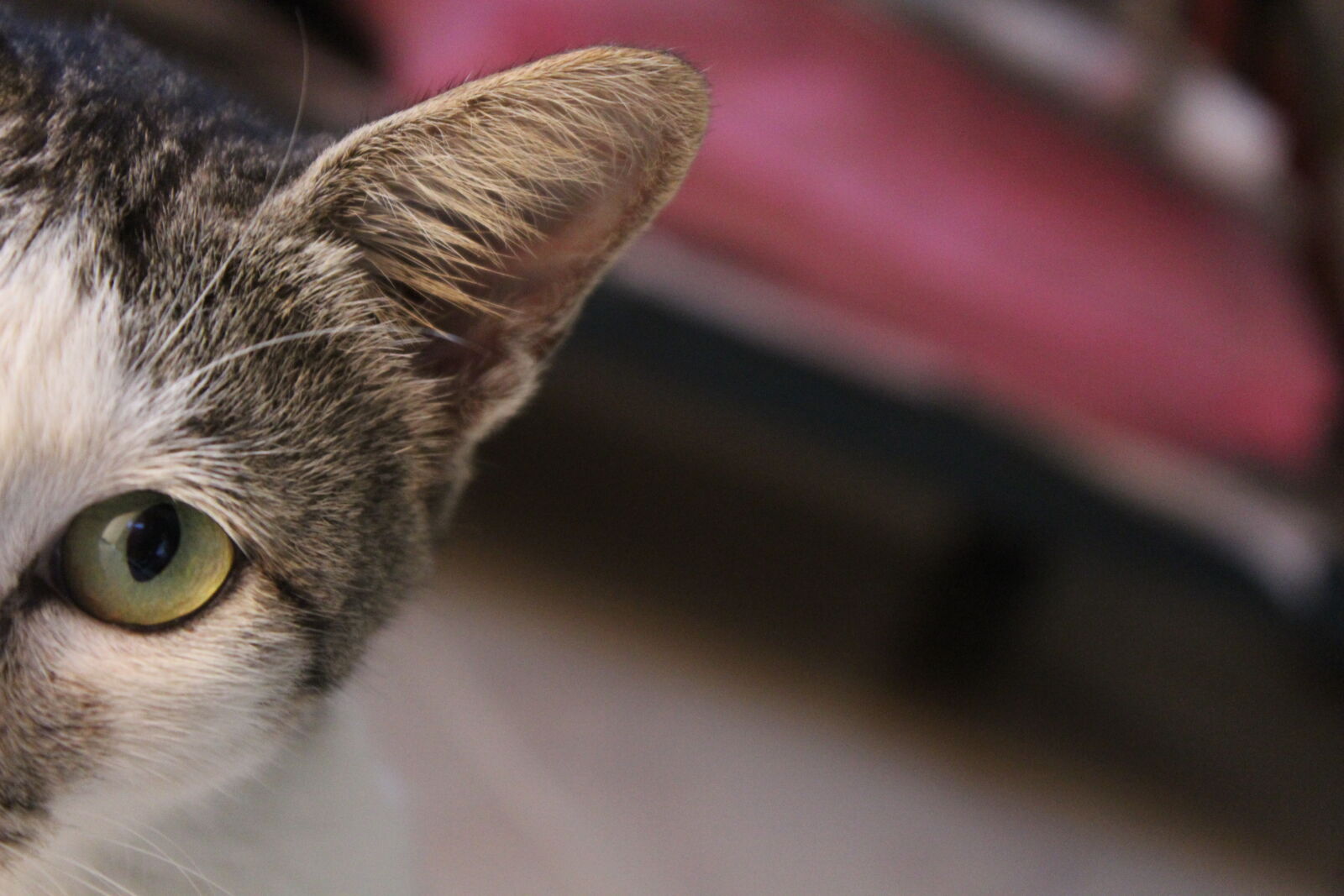 Canon EOS 1200D (EOS Rebel T5 / EOS Kiss X70 / EOS Hi) sample photo. Cat, cat, face, eye photography