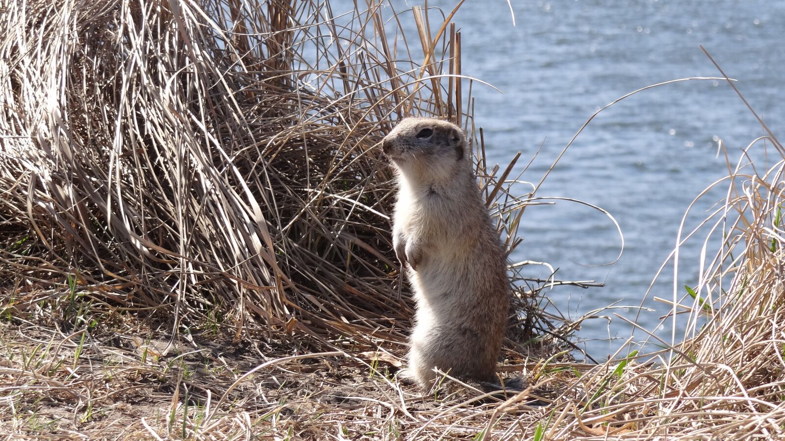 Sony Cyber-shot DSC-HX100V sample photo. Nature, animals, gopher photography