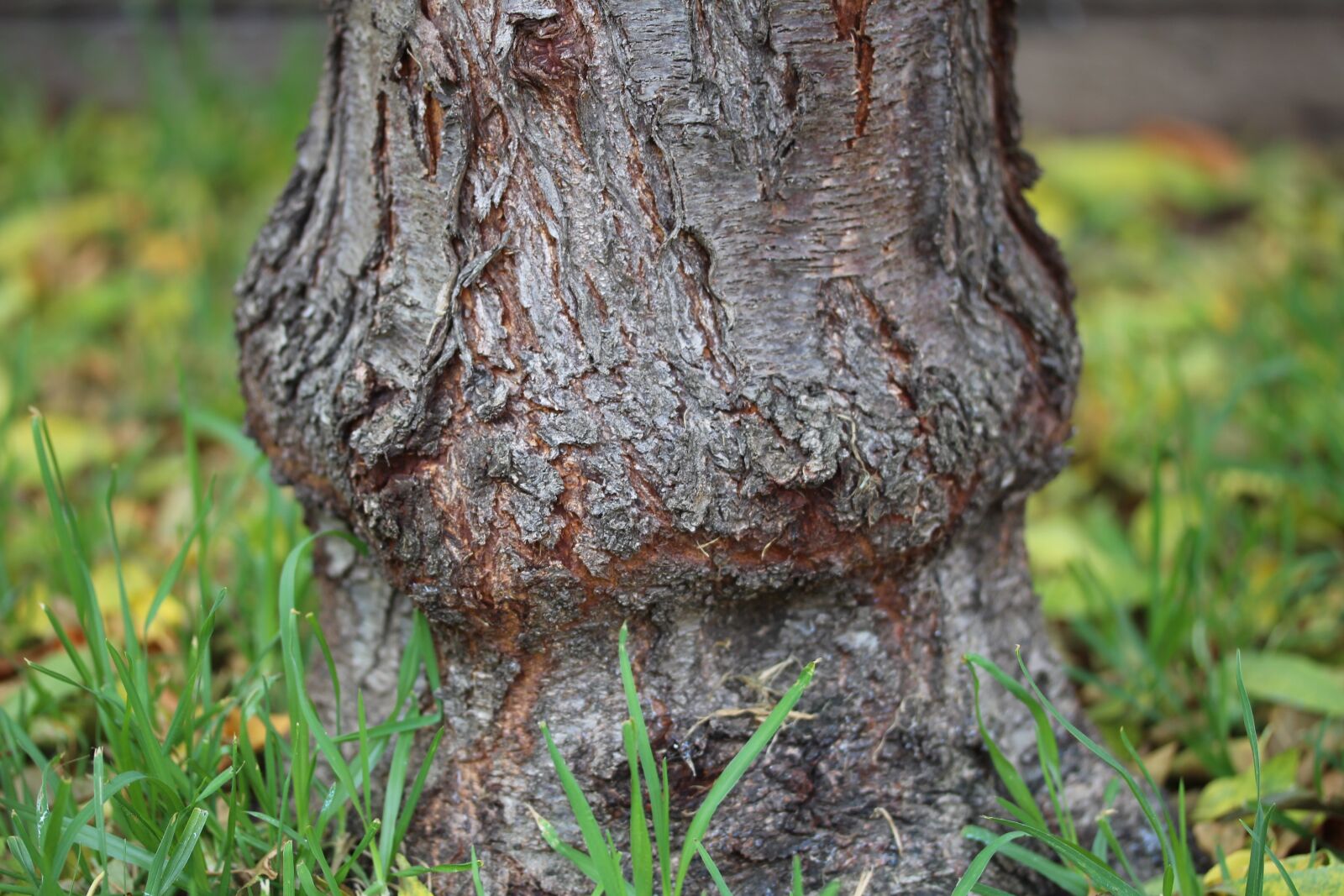 Canon EF-S 60mm F2.8 Macro USM sample photo. Nature, tree, wood photography