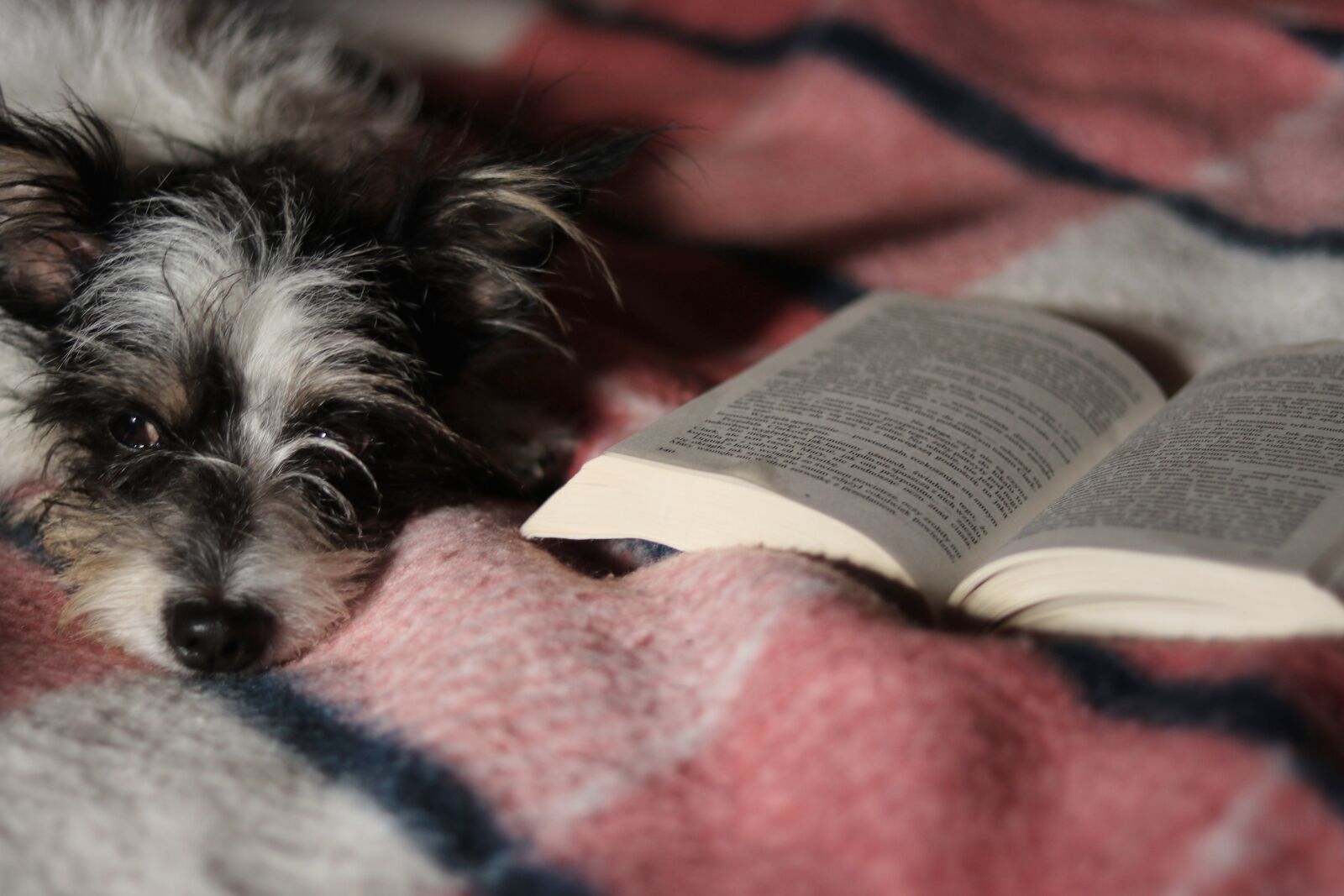 Canon EOS 80D sample photo. Dog, book, literature photography