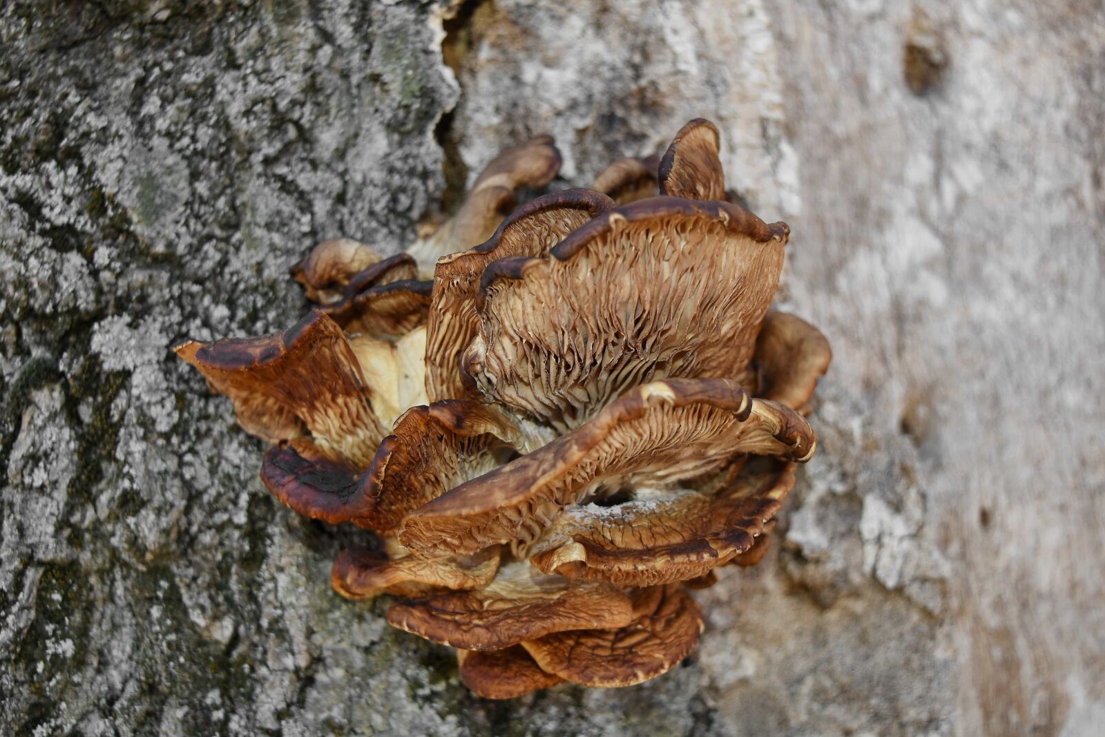 Nikon D5500 sample photo. Fungus, organism, wood, nature photography