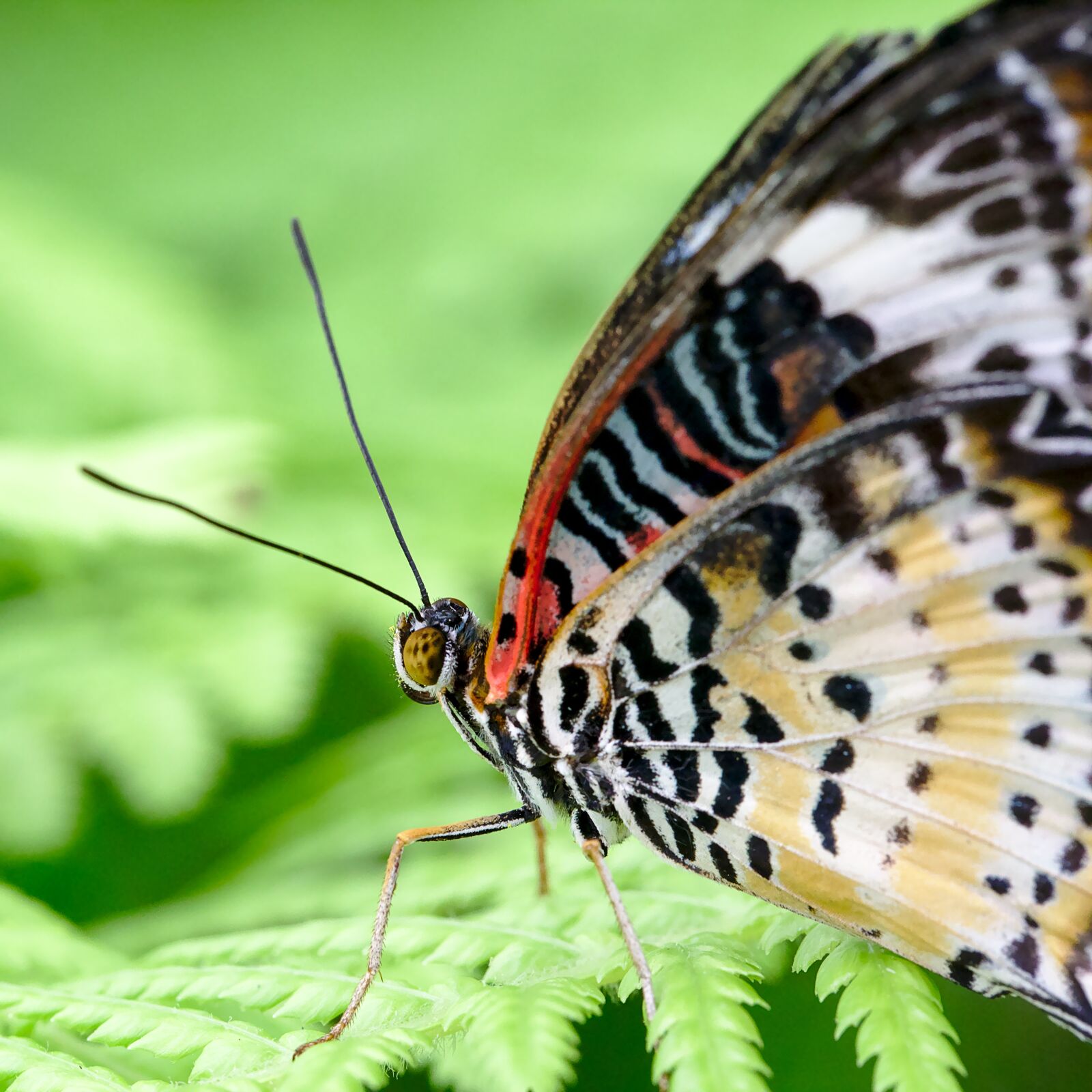 Canon EF 100mm F2.8L Macro IS USM sample photo. Butterfly, probe, insect photography