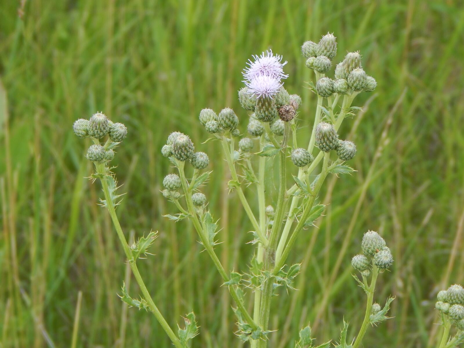 Nikon Coolpix L830 sample photo. Flower, purple, prairie photography