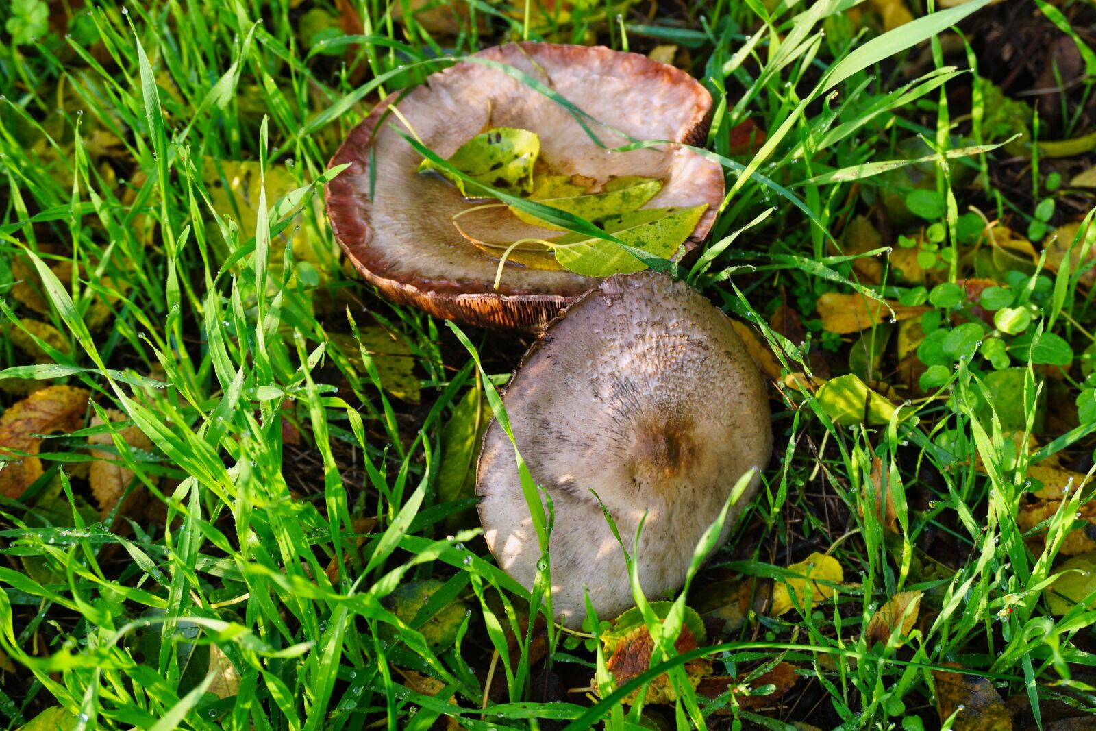 Sony E 16-50mm F3.5-5.6 PZ OSS sample photo. Mushrooms, autumn, leaves photography