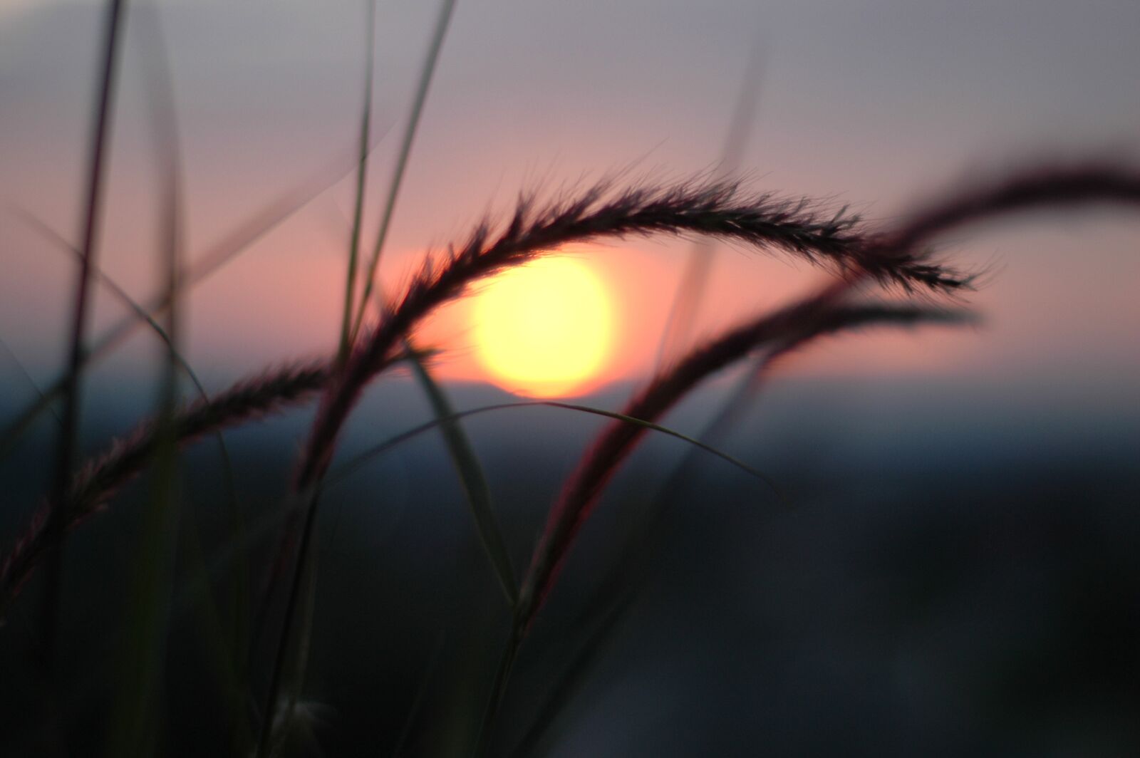 Nikon D70s sample photo. Sunset, grass, nature photography
