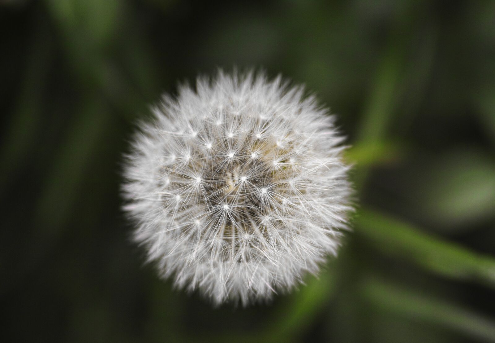 Sigma DP3 Merrill sample photo. Flower, plant, summer photography